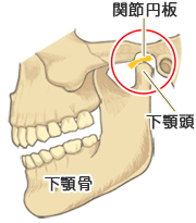 顎関節の構造