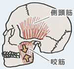 歯ぎしりと咀嚼筋のこわばり