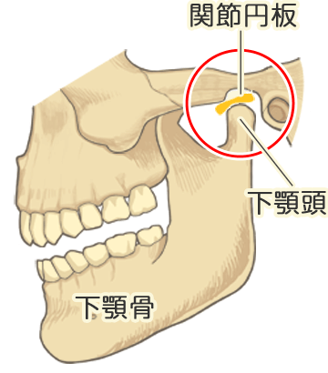 顎関節の構造